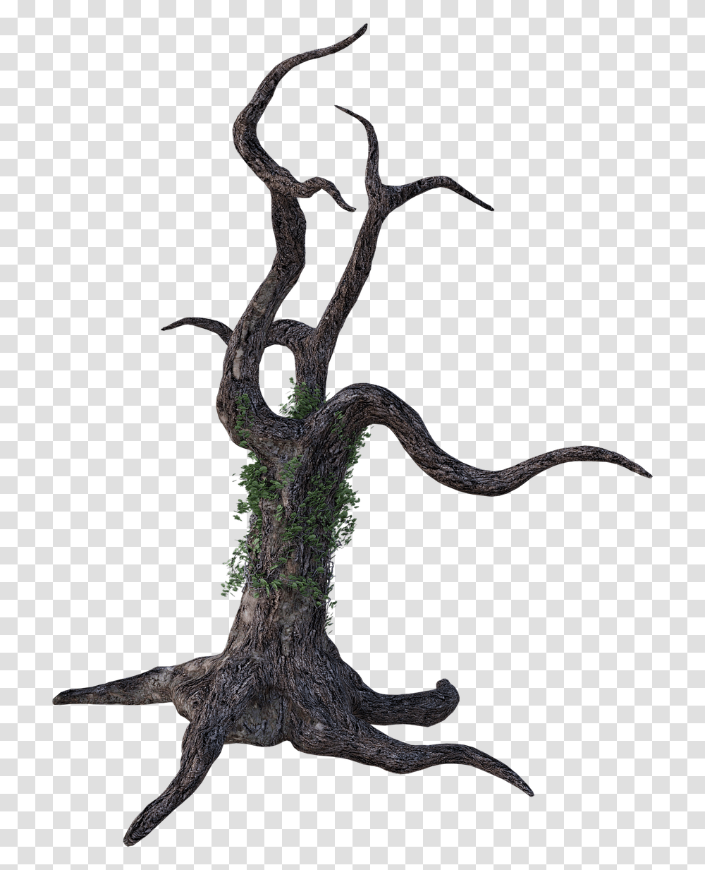 Bark, Plant, Root, Tree, Lizard Transparent Png