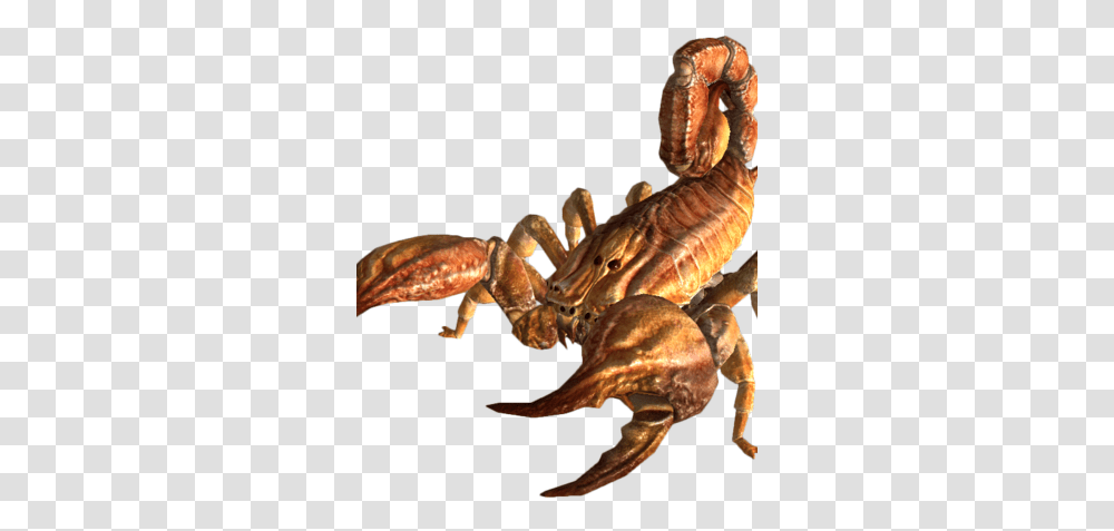 Bark Scorpion Bark Scorpion, Dinosaur, Reptile, Animal, Sea Life Transparent Png