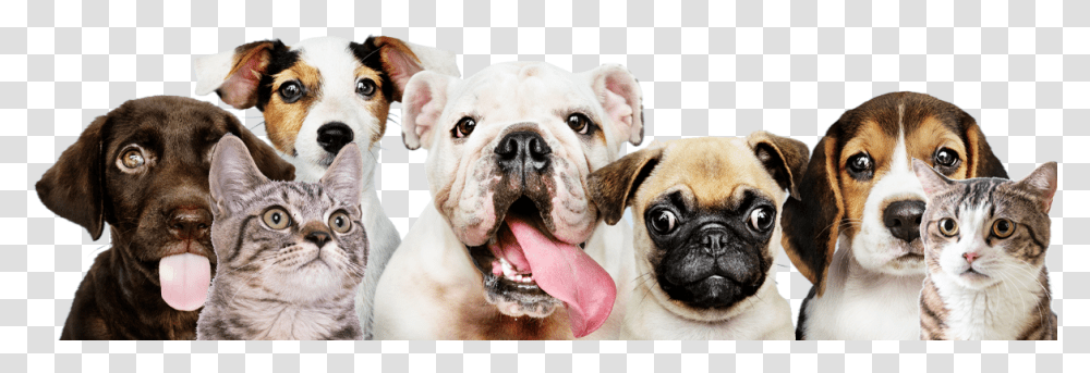 Barking Dogs, Pet, Canine, Animal, Mammal Transparent Png