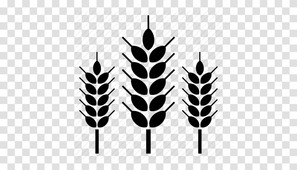 Barley Beer Farm Field Nature Wheat Icon, Tree, Plant, Fir, Abies Transparent Png