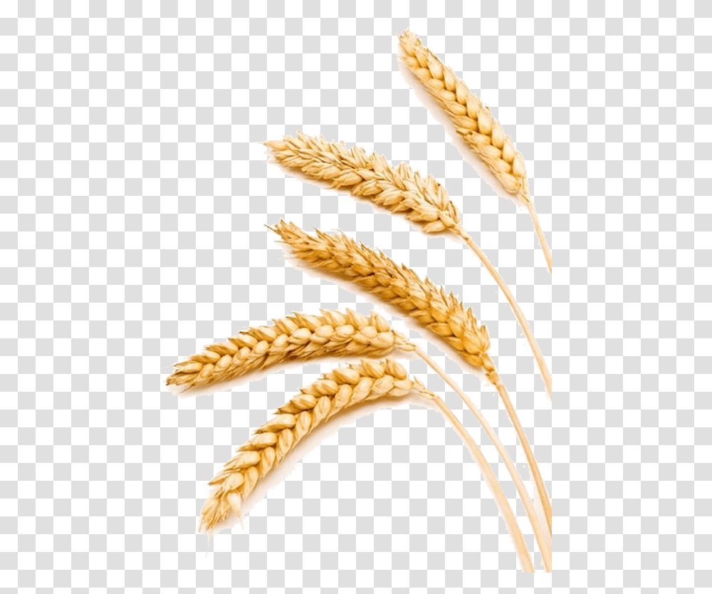 Barley Compare Wheat And Barley, Plant, Vegetable, Food, Grain Transparent Png