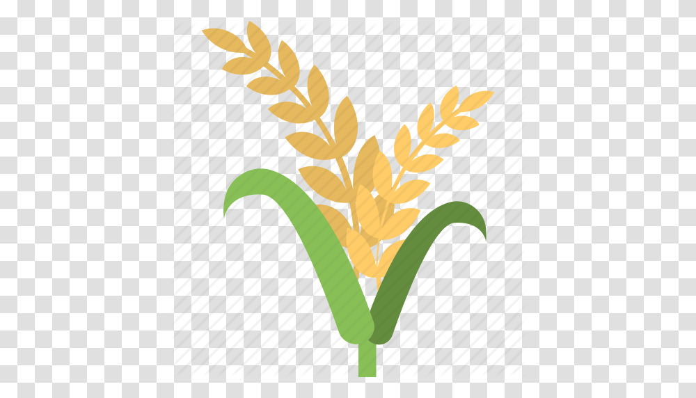 Barley Ear Organic Farming Rye Wheat Whole Grains Icon, Plant, Vegetable, Food, Produce Transparent Png