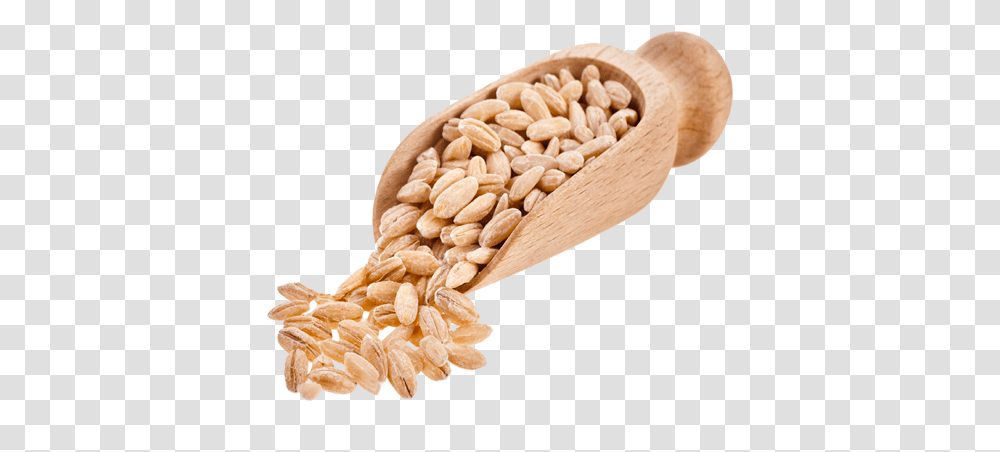 Barley Free Download Barley, Plant, Vegetable, Food, Wheat Transparent Png