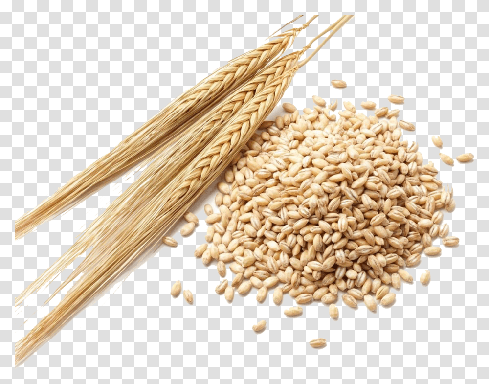 Barley Grain Clipart Barley Seeds, Plant, Wheat, Vegetable, Food Transparent Png