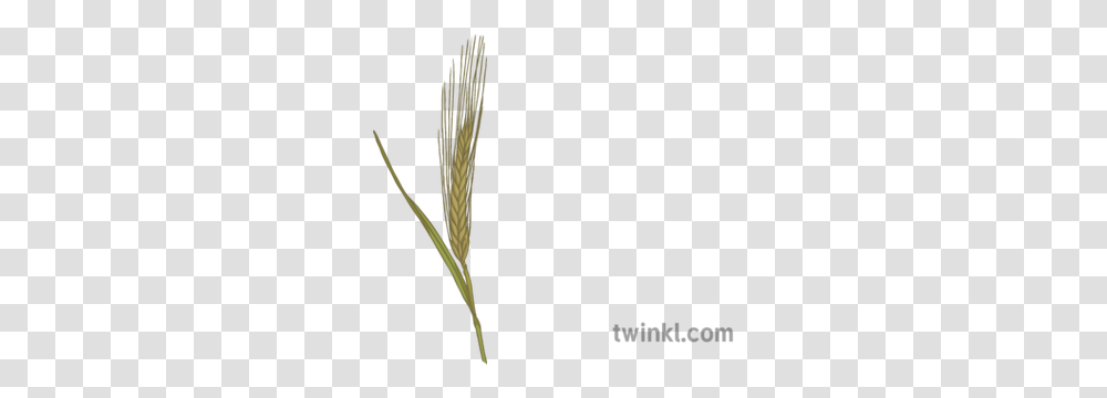 Barley Illustration Twinkl Hierochloe, Plant, Grass, Bow, Lawn Transparent Png