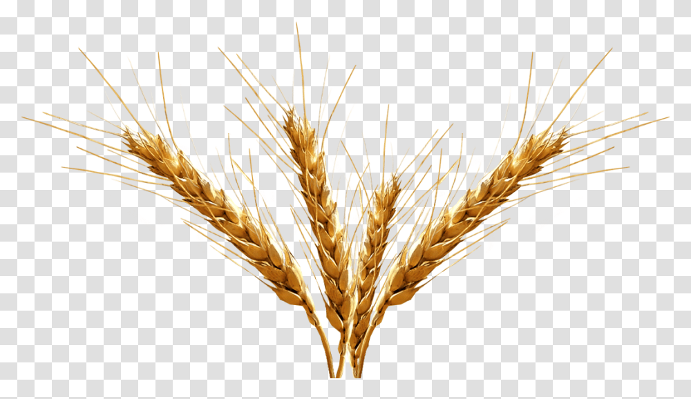 Barley Image Background Wheat Spikes, Plant, Vegetable, Food, Grain Transparent Png