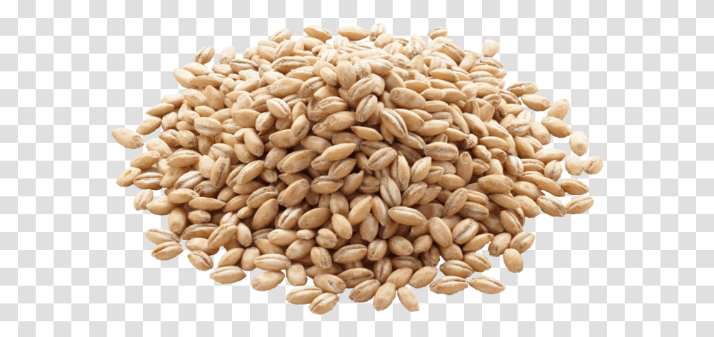 Barley Image Grain Barley, Plant, Vegetable, Food, Wheat Transparent Png