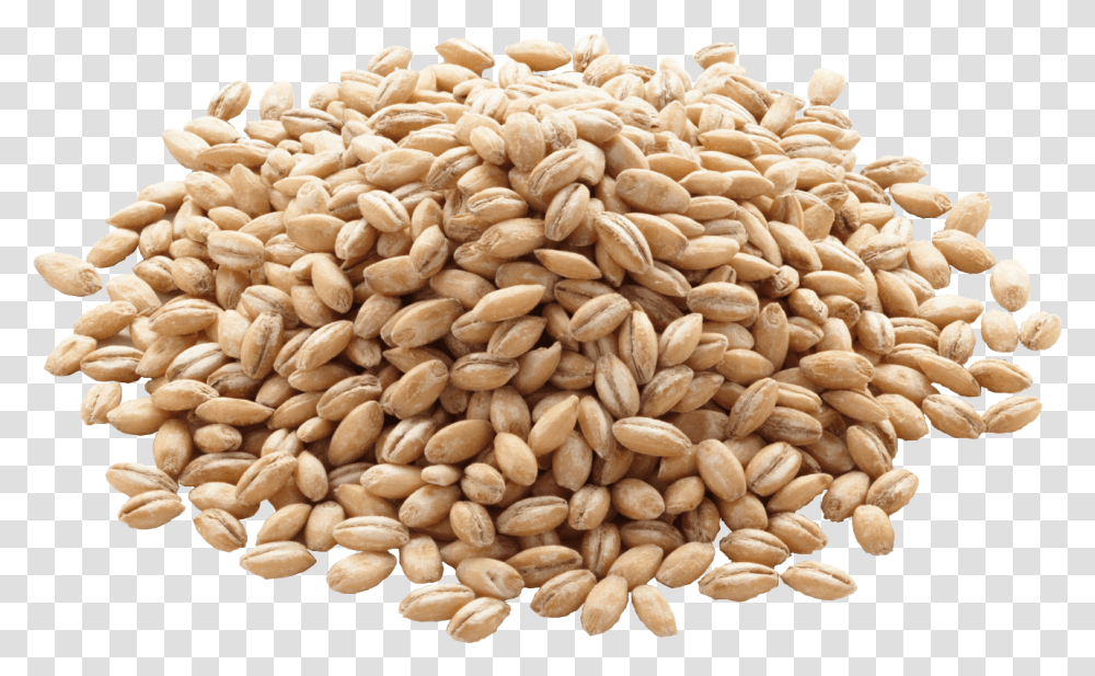 Barley Image Icon Grain Barley, Plant, Vegetable, Food, Wheat Transparent Png