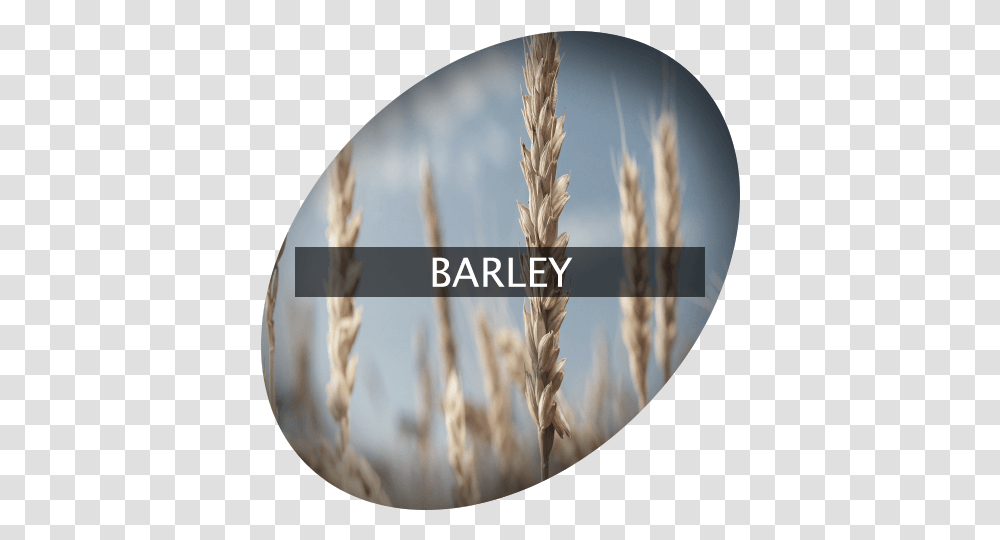 Barley Indigrowcom Emmer, Plant, Grass, Grain, Produce Transparent Png