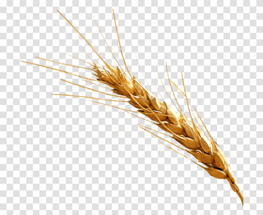 Barley, Plant, Grain, Produce, Vegetable Transparent Png