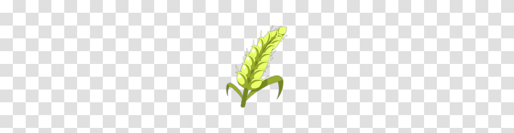 Barley, Plant, Leaf, Green, Flower Transparent Png