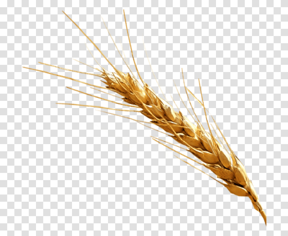 Barley, Plant, Vegetation, Grain, Produce Transparent Png