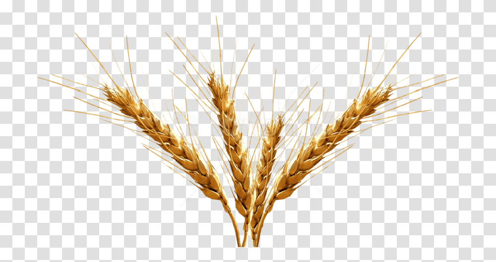 Barley Spike Background, Plant, Wheat, Vegetable, Food Transparent Png