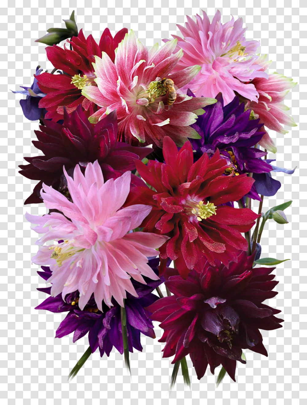 Barlow Columbine Seeds For PlantingClass Lazyload Bouquet, Flower Bouquet, Flower Arrangement, Blossom, Dahlia Transparent Png