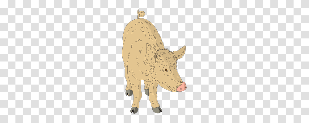 Barn Animals, Mammal, Pig, Hog Transparent Png