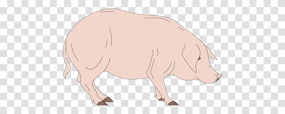 Barn Animals, Mammal, Wildlife, Pig Transparent Png