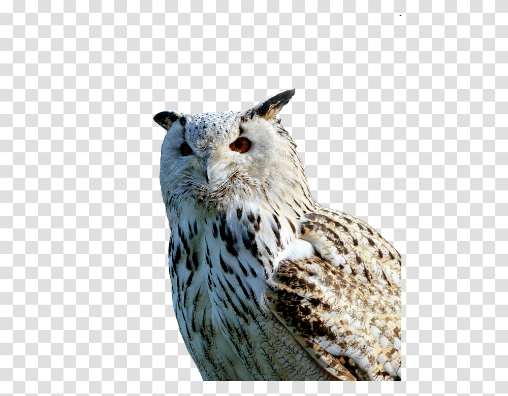 Barn Owl 960, Animals, Bird, Panther, Wildlife Transparent Png