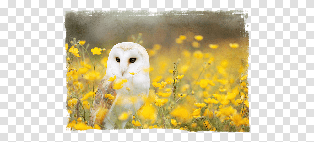 Barn Owl Adult Pull Animal With Yellow Flower, Plant, Bird, Vegetation, Field Transparent Png
