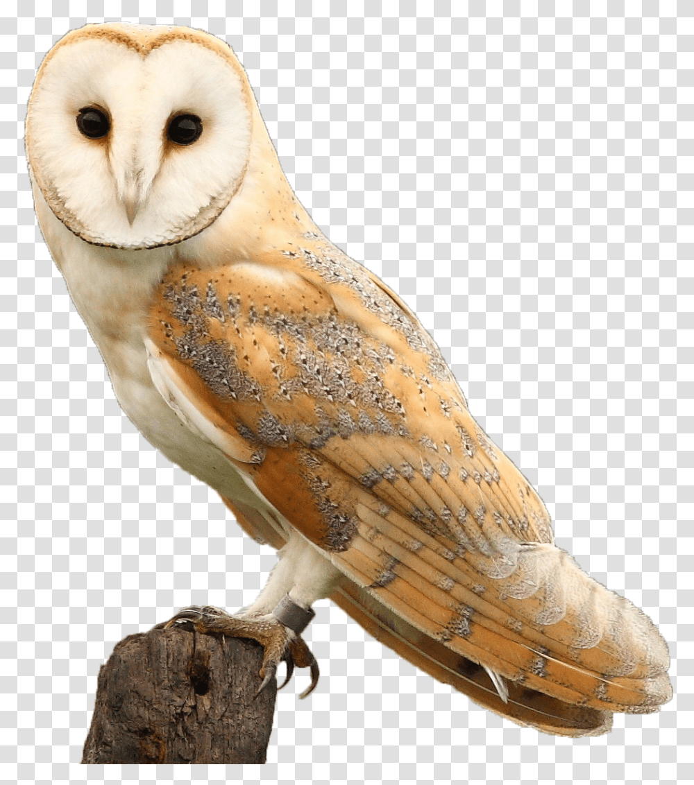 Barn Owl Background, Bird, Animal Transparent Png