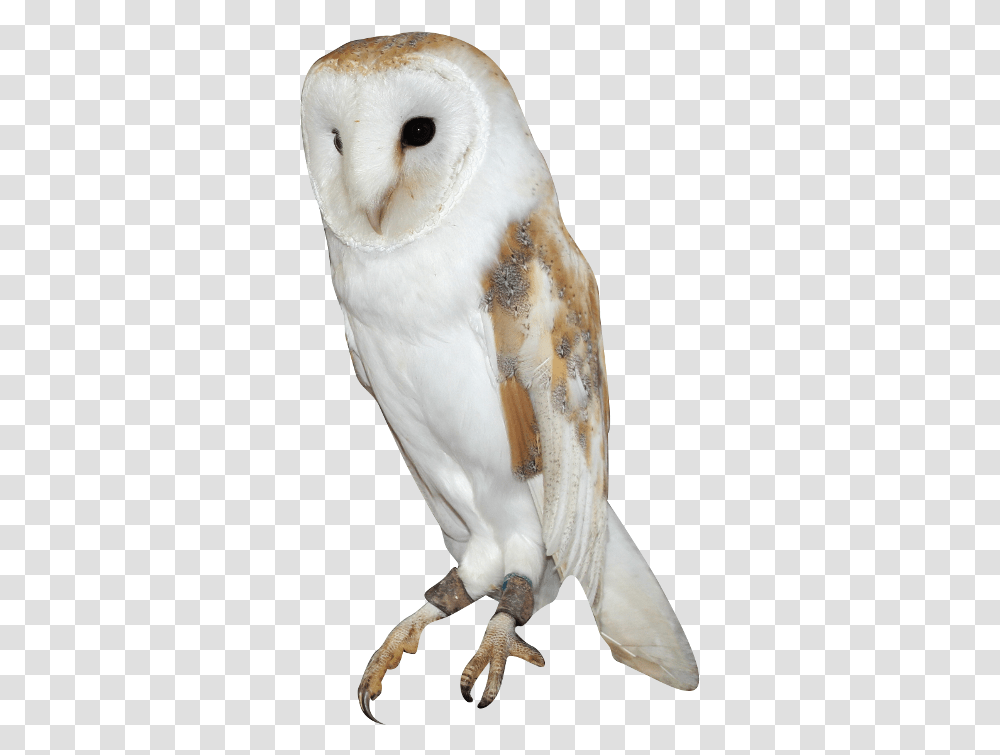 Barn Owl Background Image Barn Owl, Bird, Animal Transparent Png