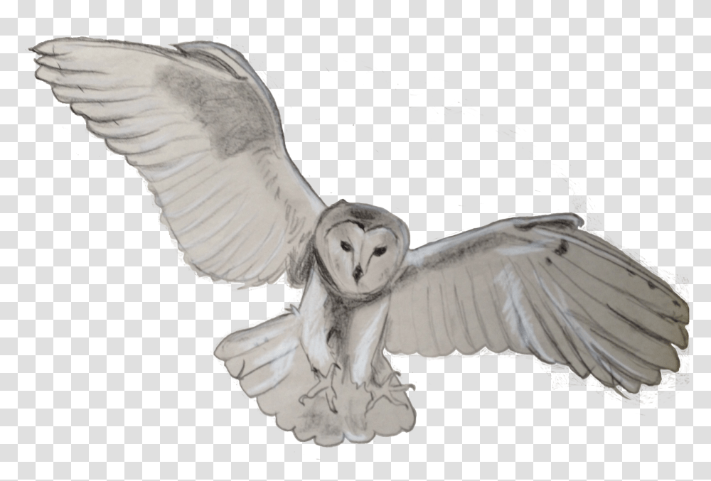 Barn Owl Barn Owl, Bird, Animal, Flying Transparent Png