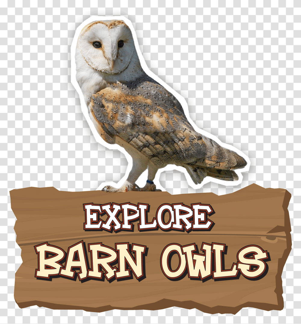 Barn Owl, Bird, Animal Transparent Png
