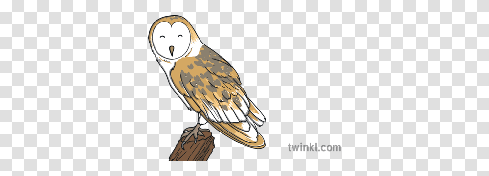 Barn Owl Bird Animal Woodland Farm Usa Ks1 Illustration Twinkl Barn Owl, Vulture, Beak, Condor Transparent Png