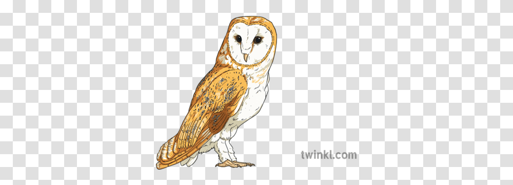 Barn Owl Birds Animals Usa Ks2 Soft Transparent Png