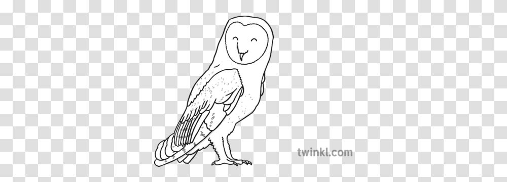 Barn Owl Black And White Illustration Twinkl Line Art, Bird, Animal, Person, Human Transparent Png