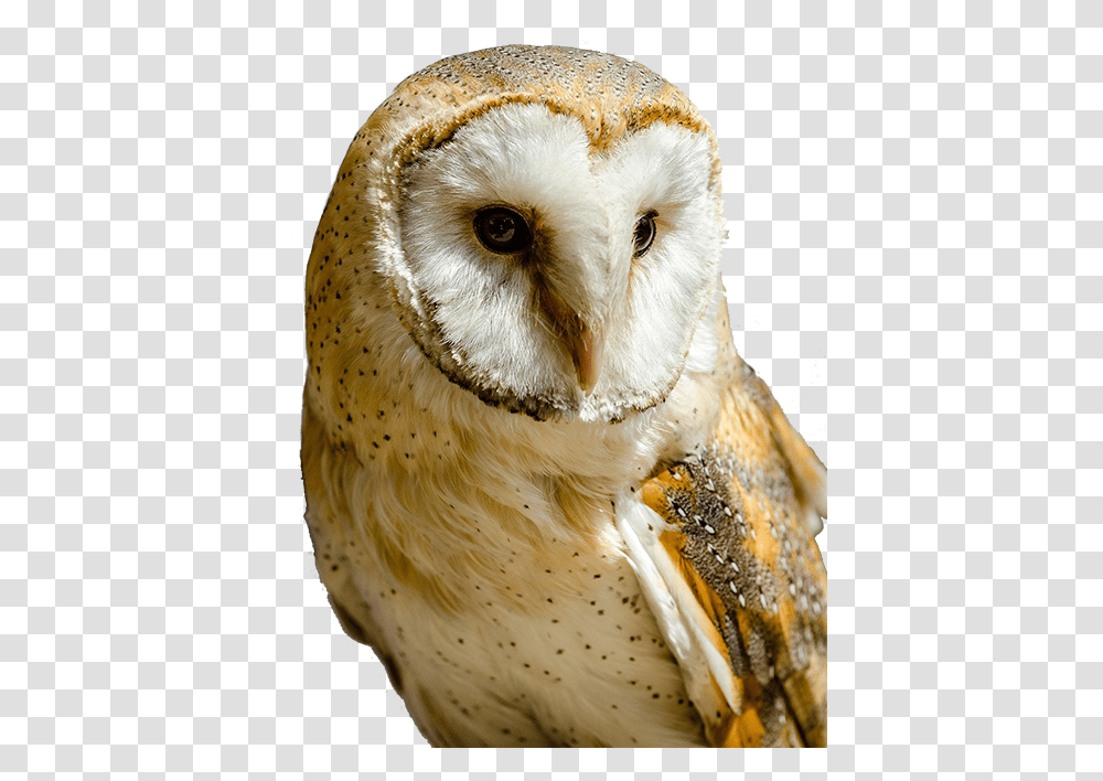 Barn Owl Clipart White And Yellow Owl, Bird, Animal, Dog, Pet Transparent Png