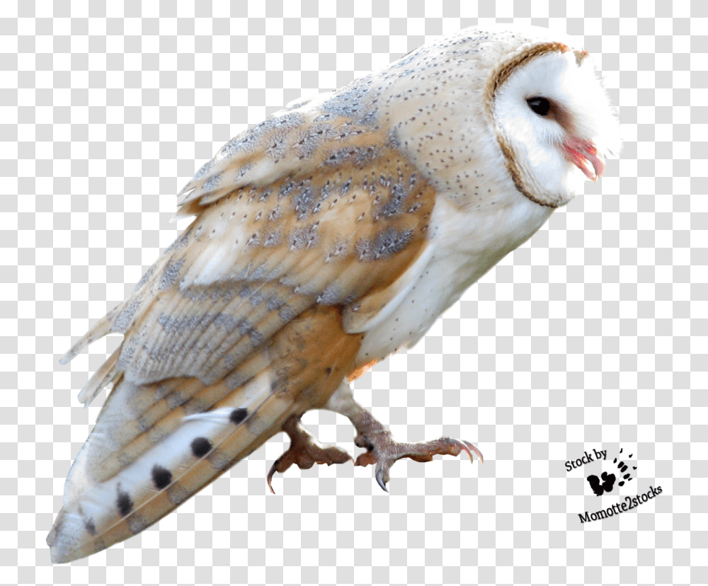 Barn Owl Free Download Owl, Bird, Animal, Chicken, Poultry Transparent Png