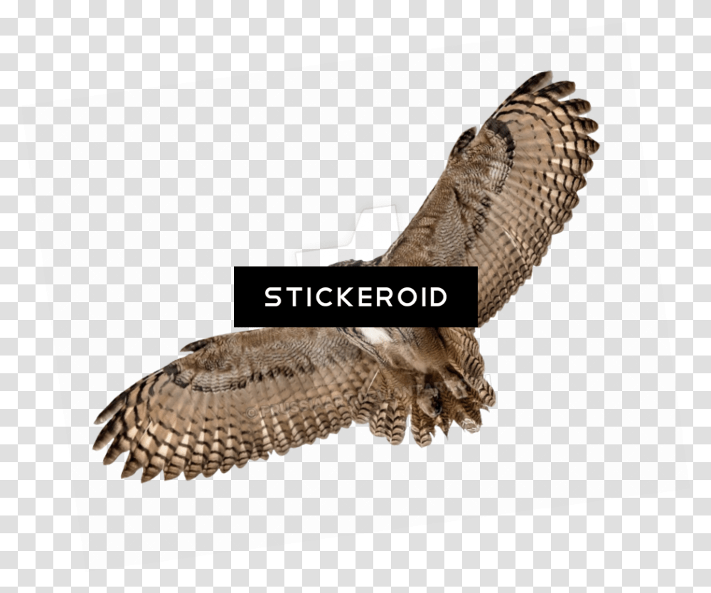 Barn Owl Hd Birds Clipart Flying Owl Background, Buzzard, Hawk, Animal, Accipiter Transparent Png