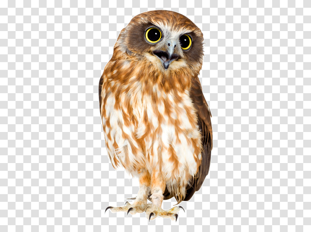 Barn Owl Hd Owl, Chicken, Poultry, Fowl, Bird Transparent Png
