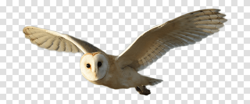 Barn Owl Image Lechuza De Campanario, Bird, Animal, Flying Transparent Png
