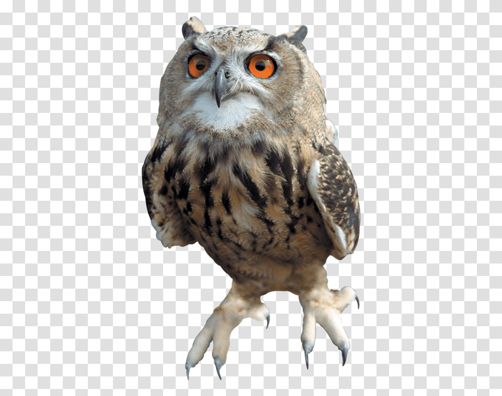 Barn Owl Images All Harry Potter Owls, Bird, Animal, Tiger, Wildlife Transparent Png