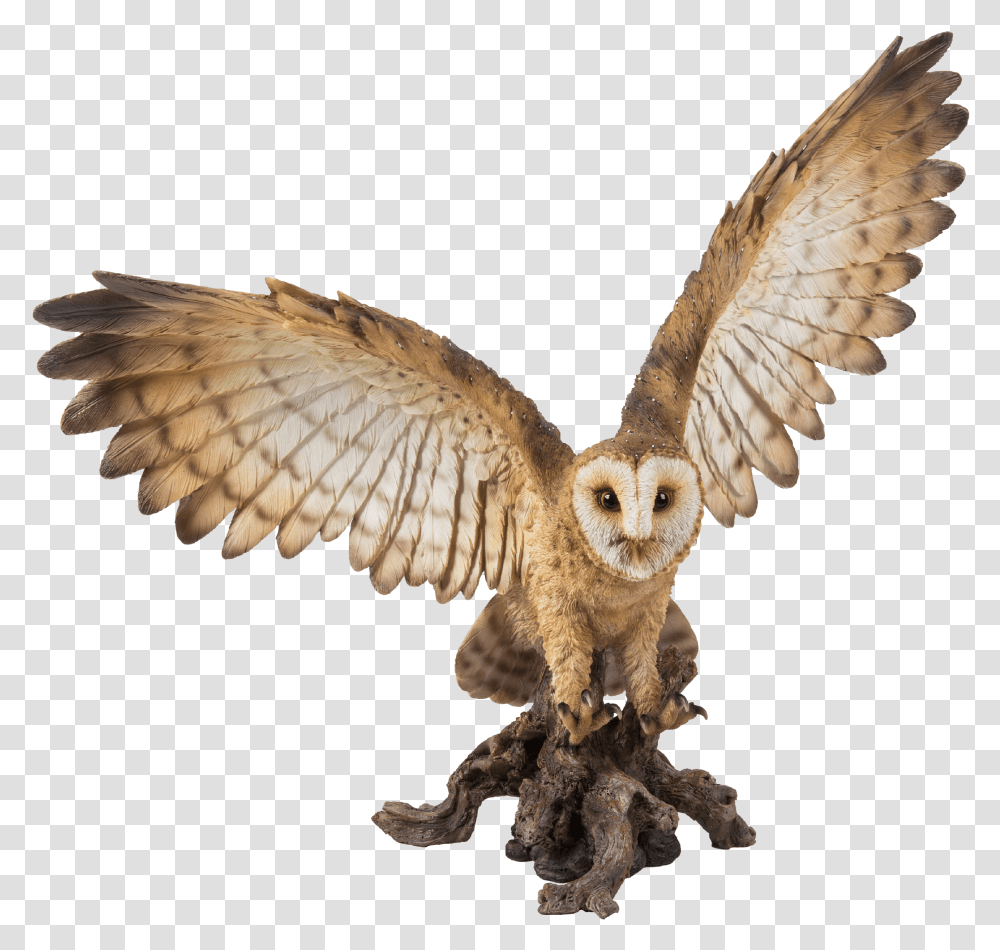 Barn Owl Owl, Bird, Animal, Fungus, Flying Transparent Png