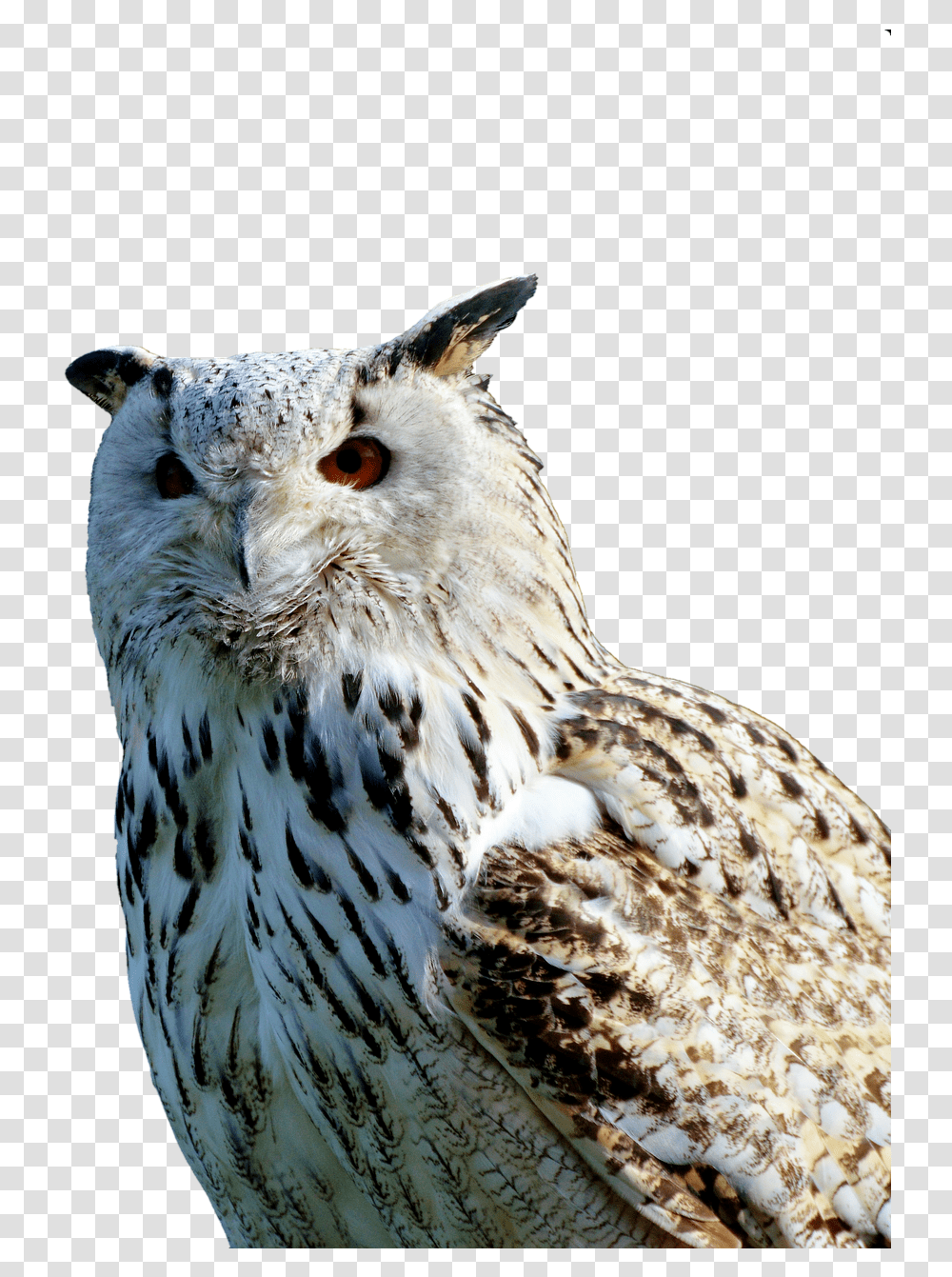 Barn Owl Owl Raptor Free Photo Sova, Bird, Animal, Honey Bee, Insect Transparent Png