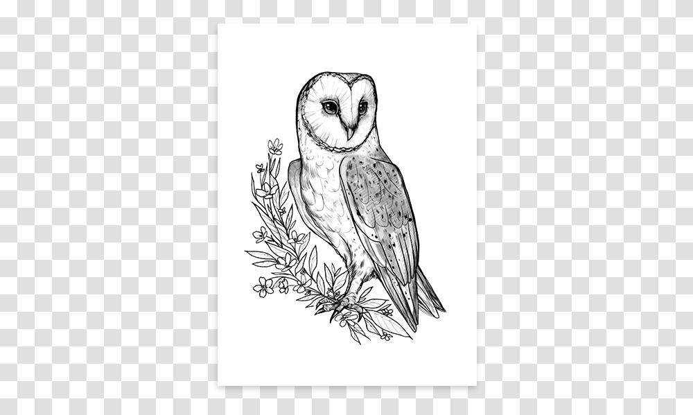 Barn Owl Poster Sketch, Bird, Animal, Drawing, Art Transparent Png