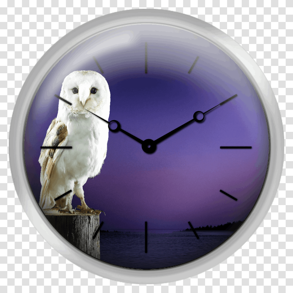 Barn Owl Standing On Log With Sunset Background Snowy Owl, Analog Clock, Bird, Animal, Wall Clock Transparent Png