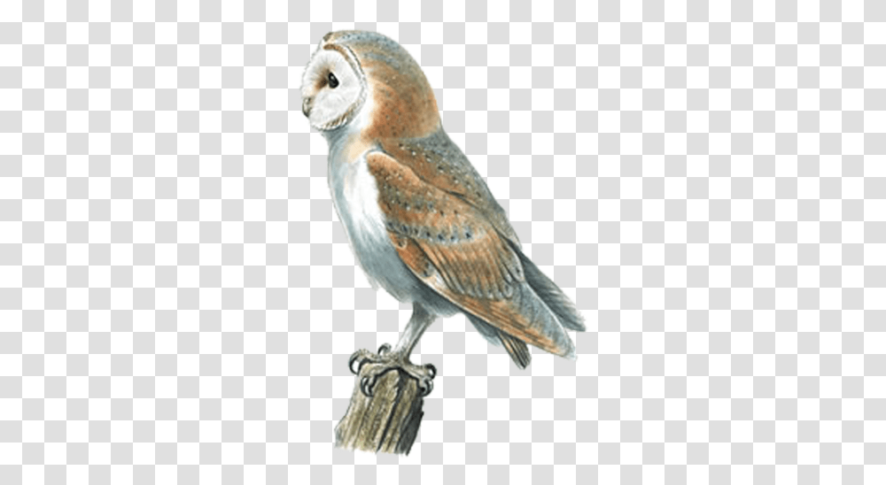 Barn Owl Swallow Bird Pellet Barn Owl, Animal Transparent Png
