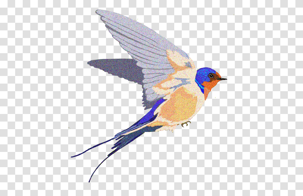 Barn Swallow Background Swallow Bird Bg Swallow Bird, Animal, Bluebird, Bee Eater, Jay Transparent Png