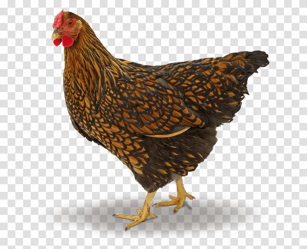 Barna Wyandotte, Chicken, Poultry, Fowl, Bird Transparent Png