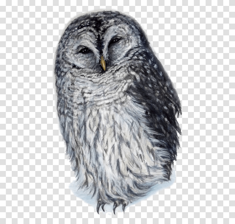 Barred Owl, Bird, Animal, Chicken, Poultry Transparent Png