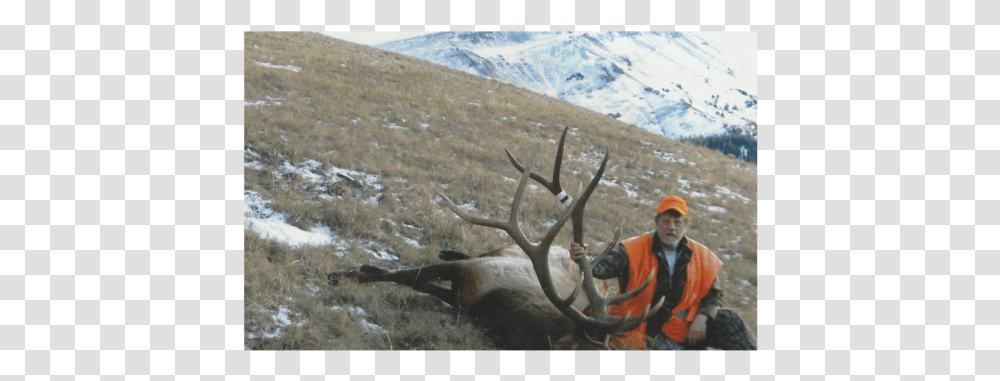 Barren Ground Caribou, Elk, Deer, Wildlife, Mammal Transparent Png