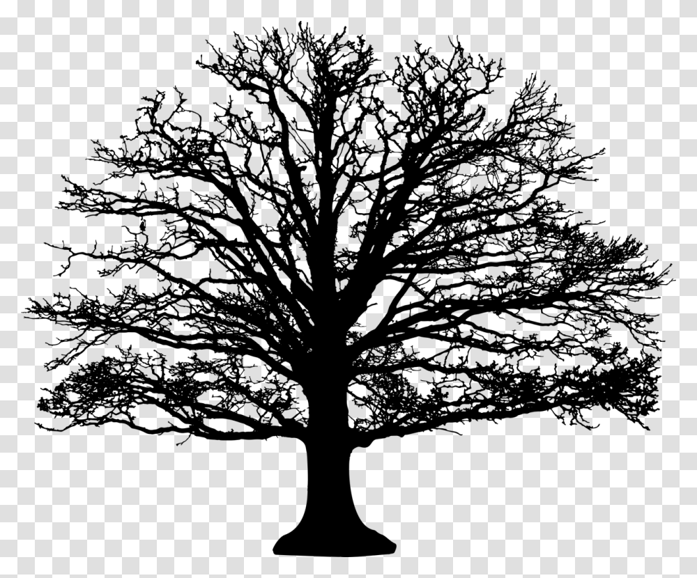 Barren Leafless Nature Plant Silhouette Tree Black And White Leafless Tree, Gray, World Of Warcraft Transparent Png