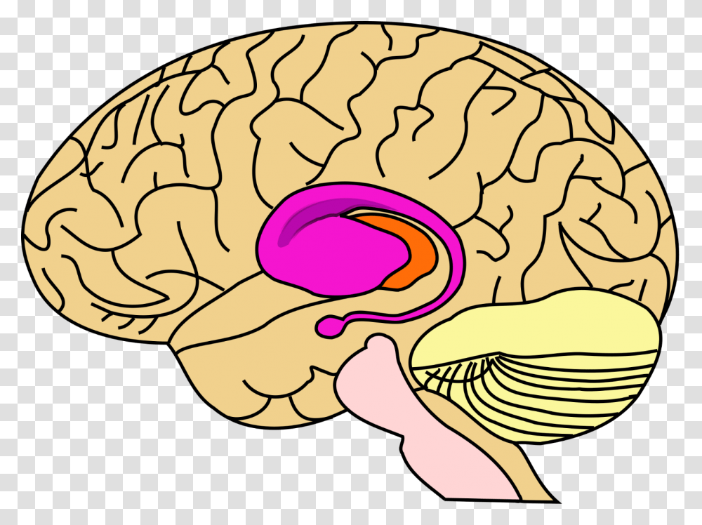 Basal Ganglia In Brain, Animal, Food, Clam, Seashell Transparent Png