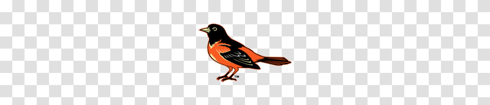 Baseball Logos Baltimore Orioles, Bird, Animal, Finch, Blackbird Transparent Png