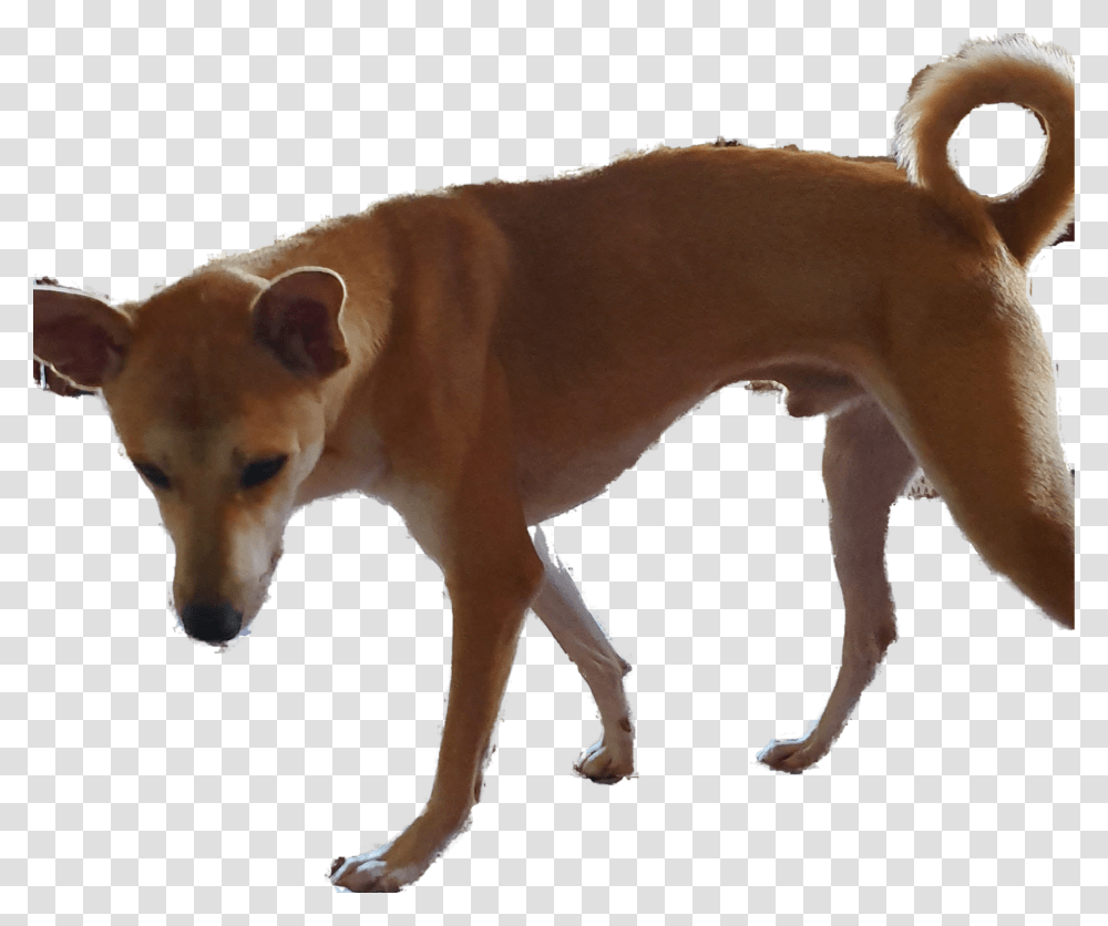 Basenji, Dog, Pet, Canine, Animal Transparent Png