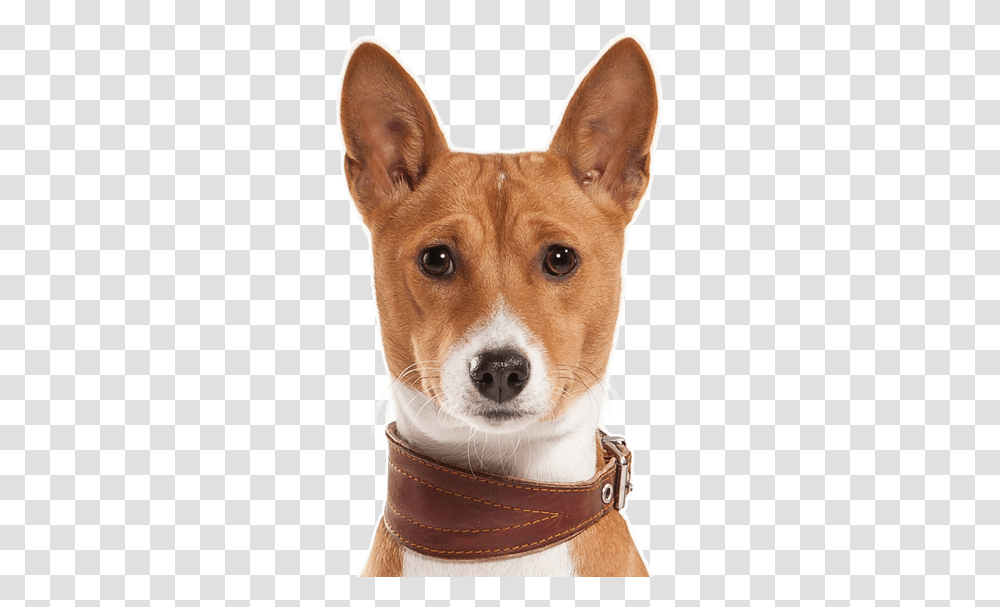 Basenji Dogs For Sale, Pet, Canine, Animal, Mammal Transparent Png