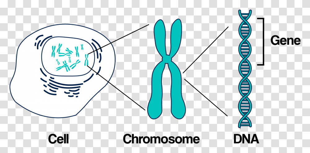 Basic Kintalk Ucsf Dna Gene On A Chromosome, Darts, Game, Badminton Transparent Png